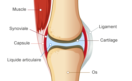 Figure 1 : structure et localisation du cartilage de l’articulation normale