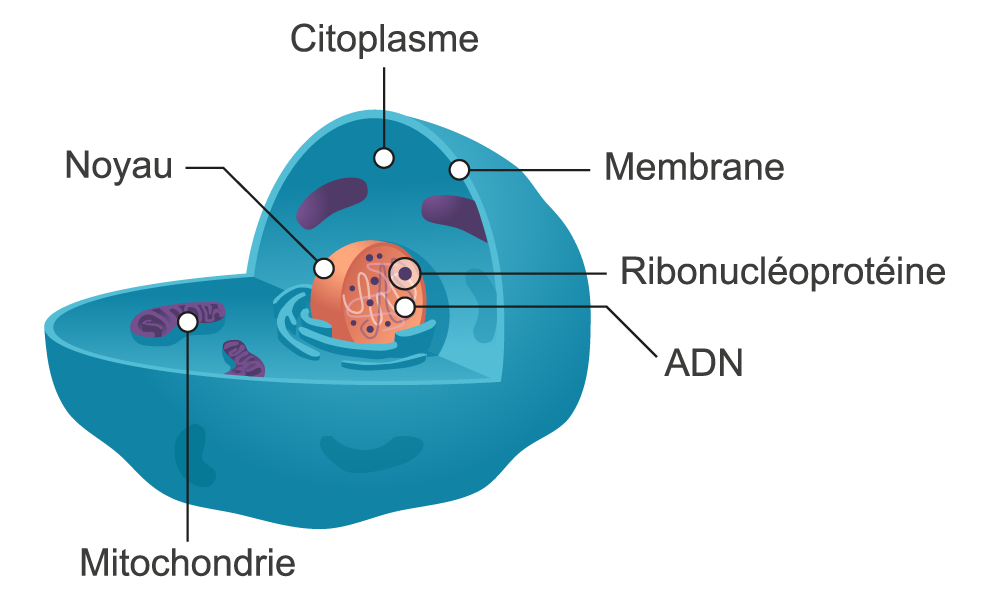 Les Auto Anticorps La Rhumatologie Pour Tous