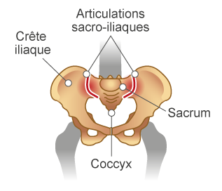 Articulations sacro-iliaques