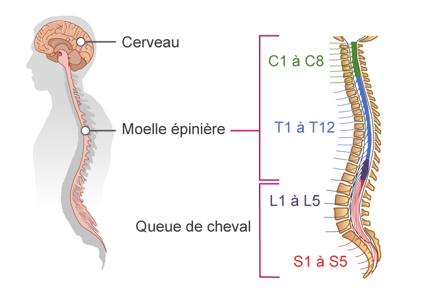Rachis Colonne Vert brale Fiche Anatomie La Rhumatologie Pour Tous
